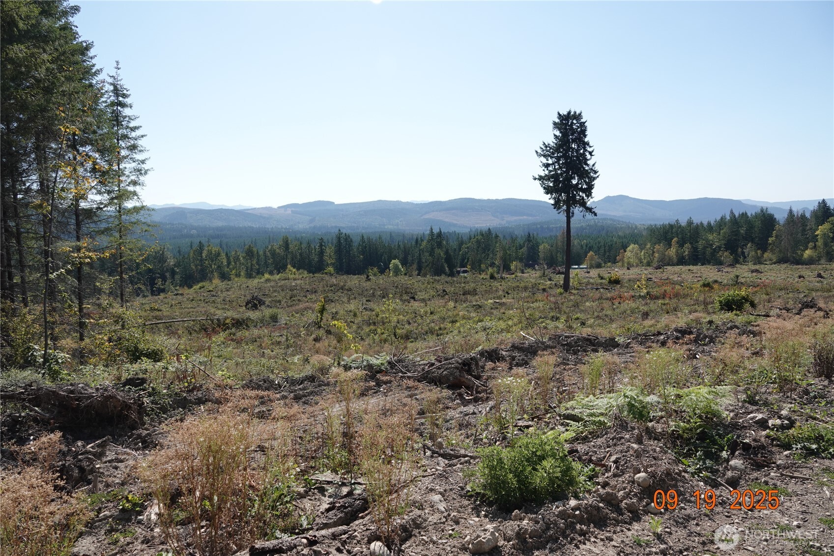 10119 Eatonville Highway East Eatonville, WA 98328 - Photo 9 of 25 a view of a forest with trees