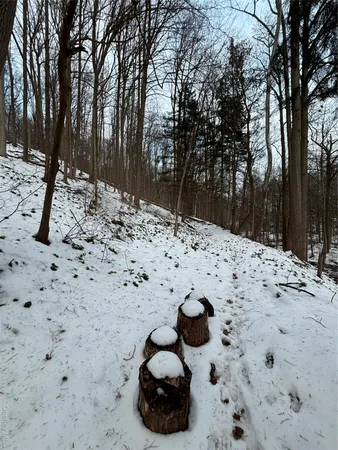 a view of a dry yard with trees