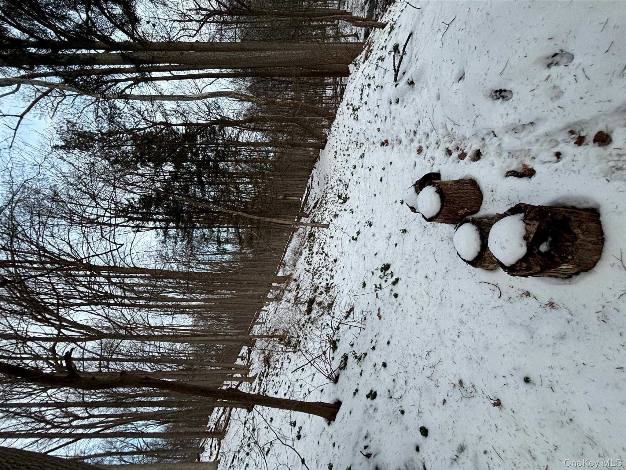 Gallows Hill Road Cortlandt Manor, NY 10567 - Photo 6 of 7 a view of a dry yard with trees