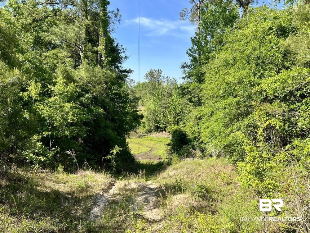 0 Fluker Kiel Road Coffeeville, AL 36524 - Photo 15 of 34