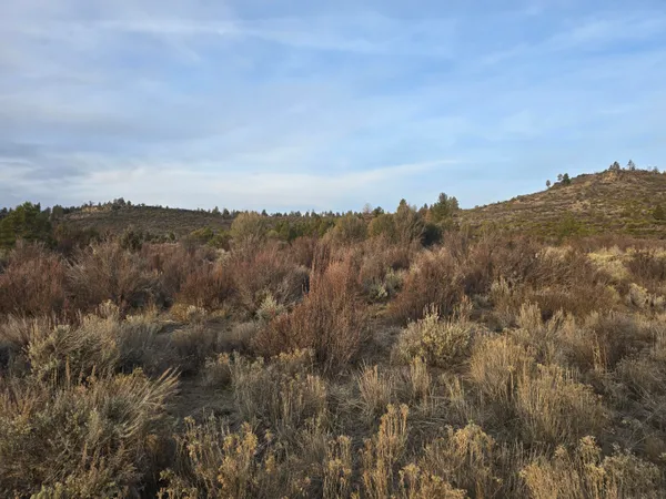 a view of a bunch of trees in the background
