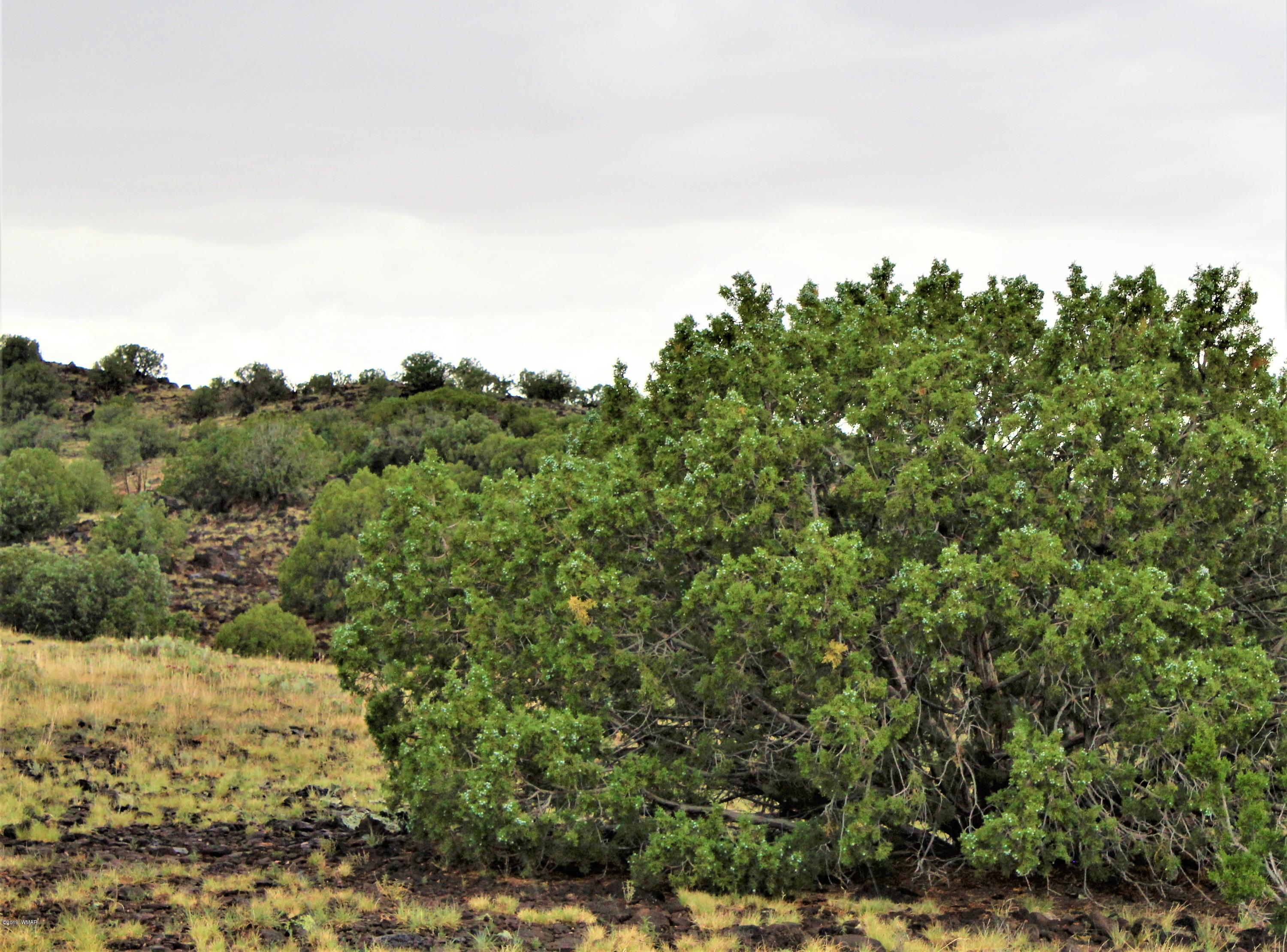 Lot 497-49 Acr 8438 Road Concho, AZ 85924 - Photo 16 of 31