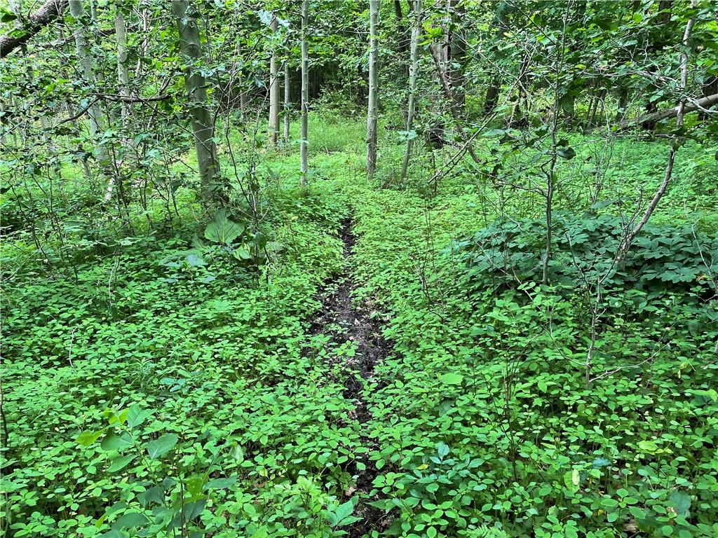 0 Elm Road Cambridge Springs, PA 16403 - Photo 4 of 17 a view of a lush green forest