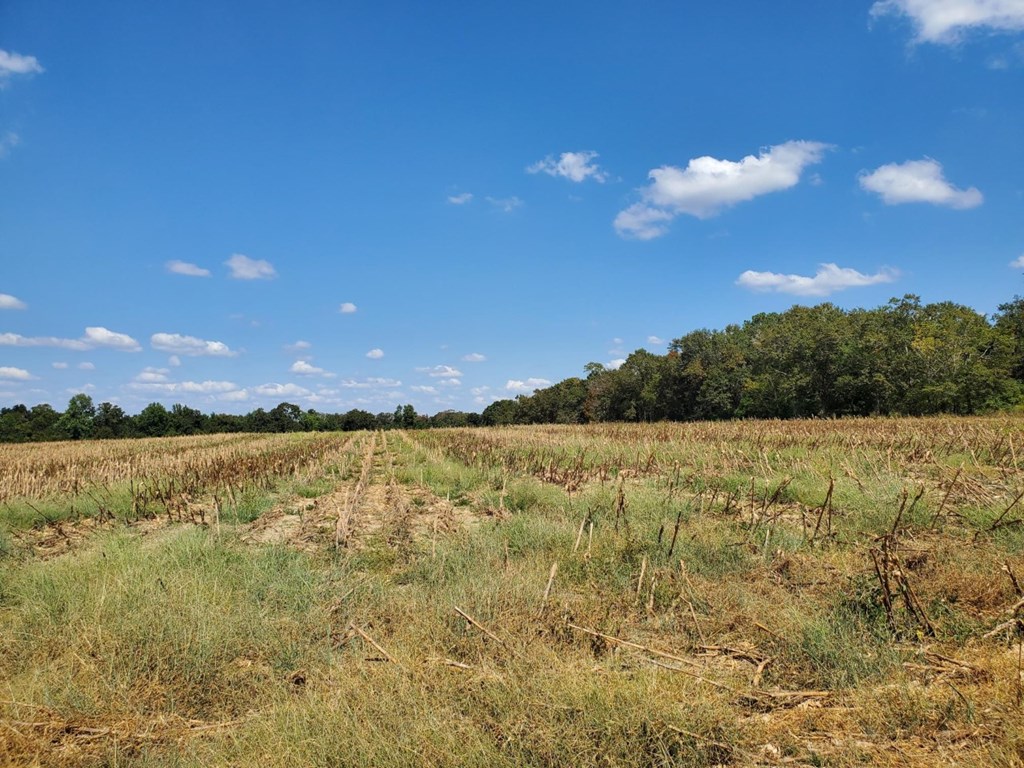 1243 Scott Road Slocomb, AL 36375 - Photo 8 of 10