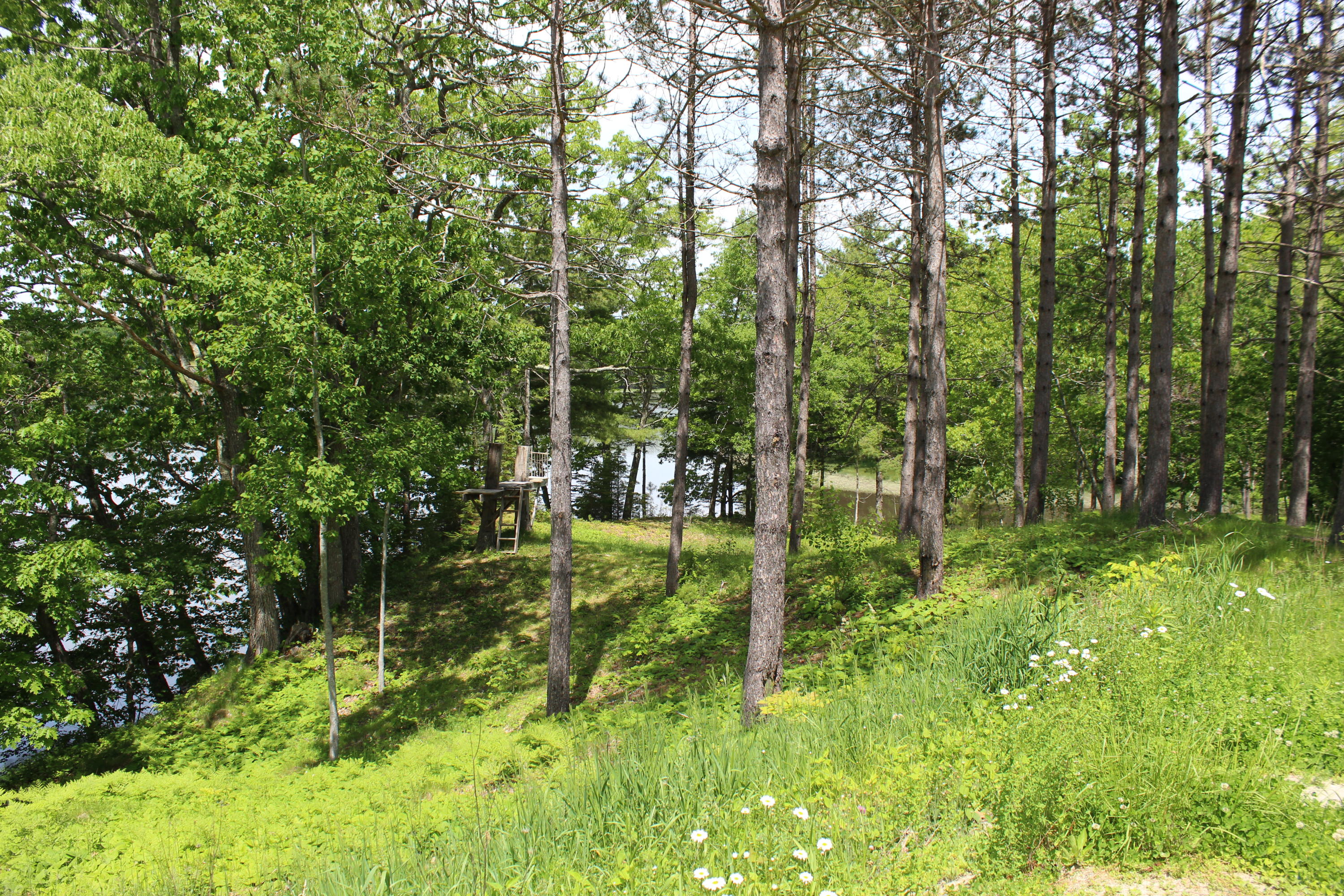 447 Castine Road Orland, ME 04472 - Photo 83 of 92 IMG_7525