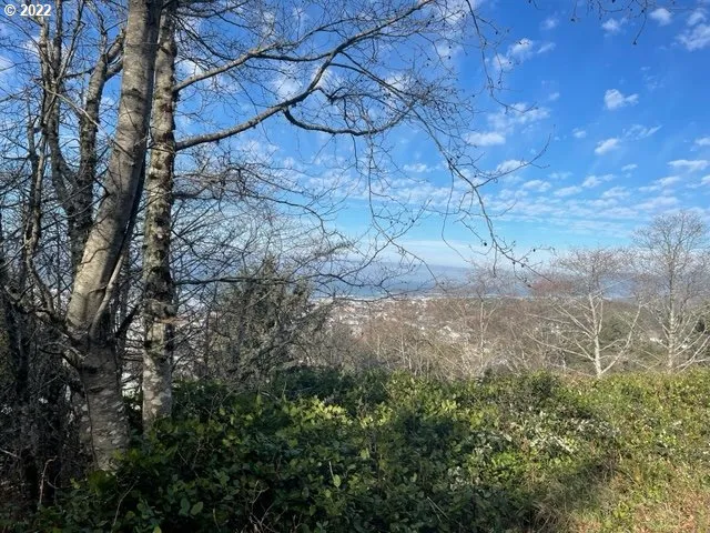 a view of a yard with a tree