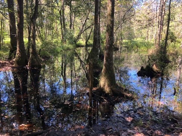 28-ac Prescott Road Florala, AL 36442 - Photo 9 of 36 Gallery Image 9