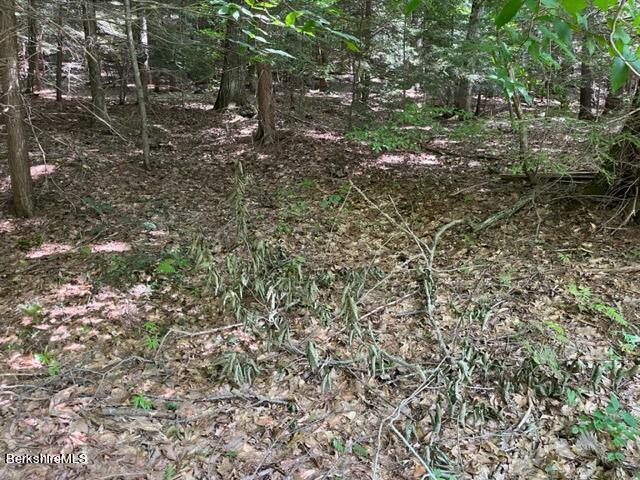 0 Goose Pond Road Lee, MA 01264 - Photo 2 of 10 a view of a lush green forest