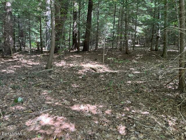 0 Goose Pond Road Lee, MA 01264 - Photo 9 of 10 a view of a forest with trees in the background