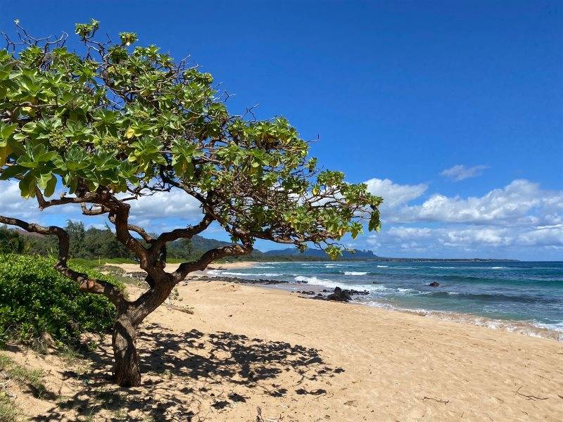 410 Papaloa Road, Unit 323 Kapaa, HI 96746 - Photo 20 of 22 Gallery Image 20