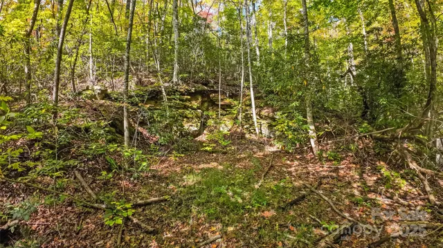 a view of a forest with a tree