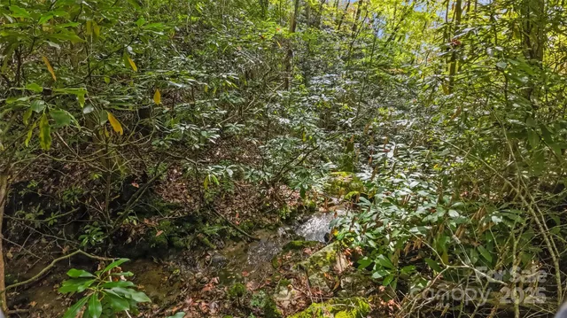 a view of a lush green forest