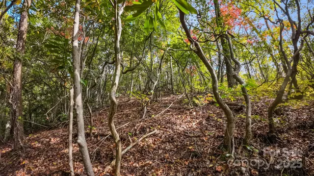 a view of a garden with plants