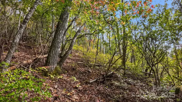 a view of a plant in a garden
