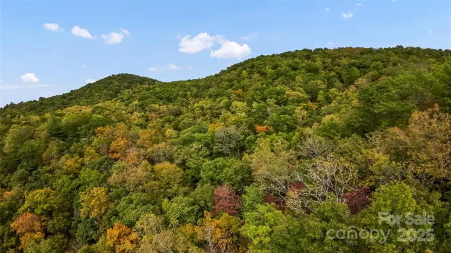 a view of a yard with a trees