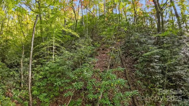 a view of a plant with a plant