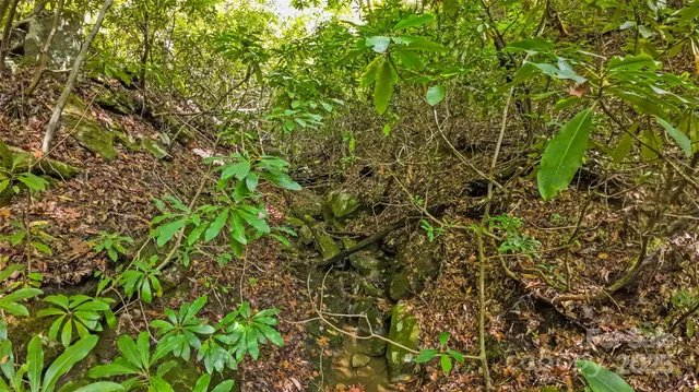a close up of a plant in a garden