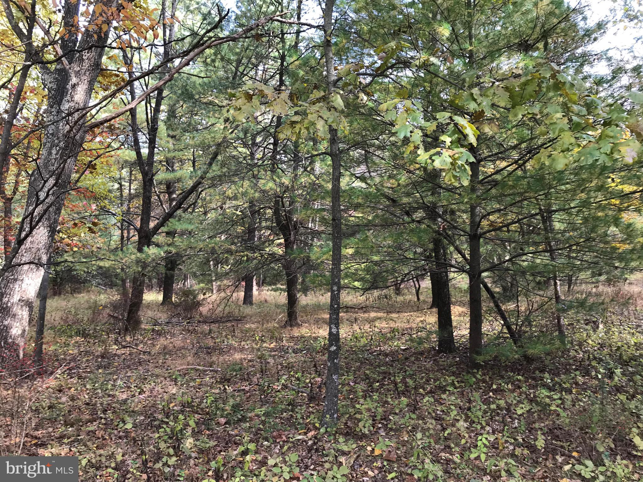 Corls Ridge Rd Mountain Fayetteville, PA 17222 - Photo 1 of 2 a view of some trees in a forest