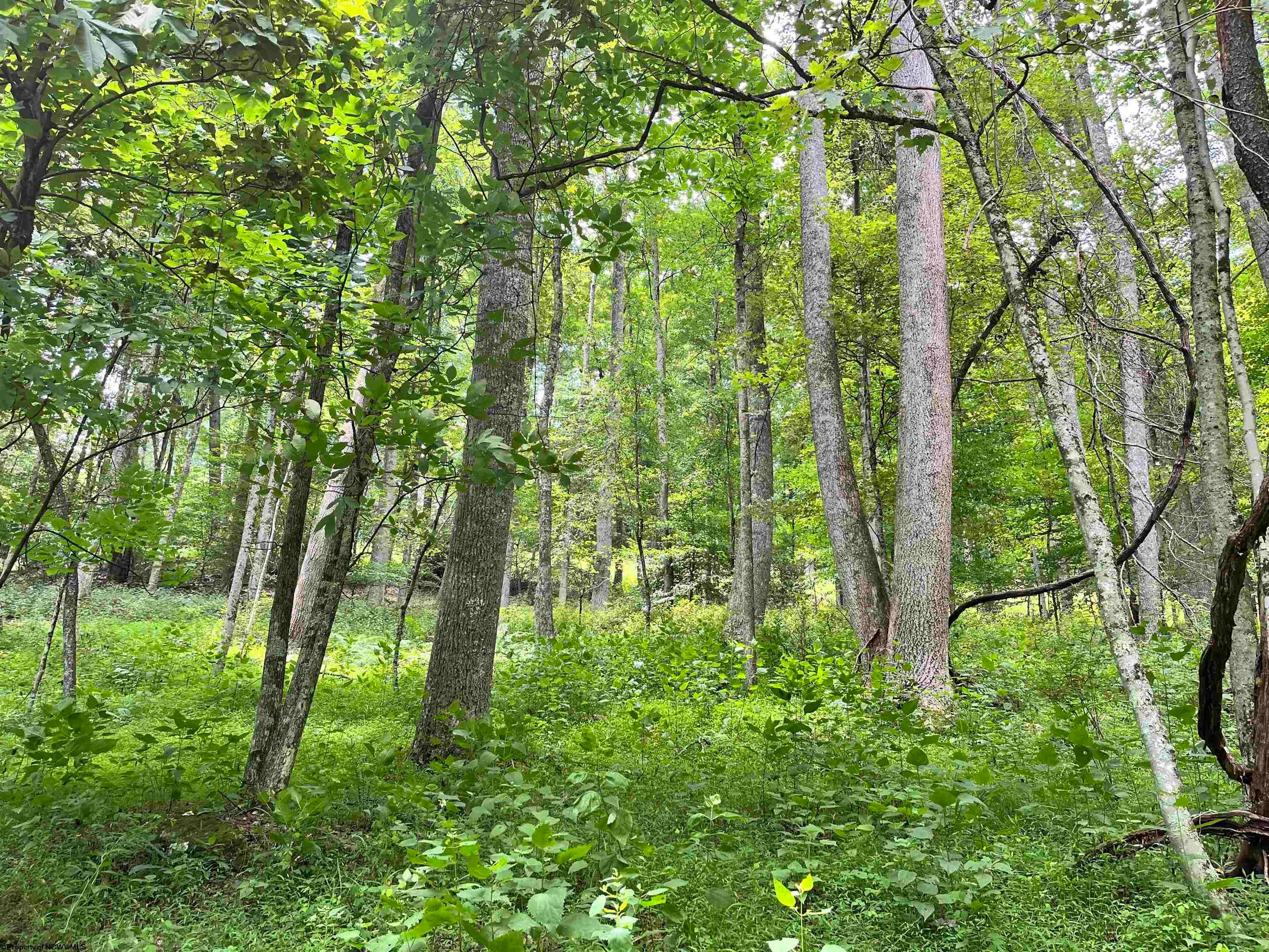 1735 Heavner Grove Road Buckhannon, WV 26201 - Photo 32 of 48 Gallery Image 32