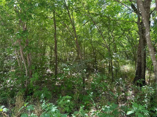 a view of a forest