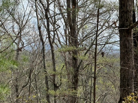26 Ao Lane Morganton, GA 30560 - Photo 17 of 37 26 AO Lane