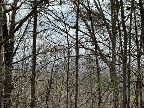 26 Ao Lane Morganton, GA 30560 - Photo 18 of 37 26 AO Lane