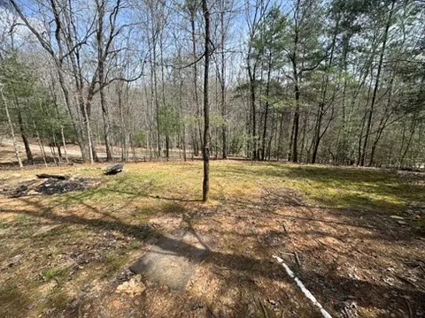 a view of a tree with trees