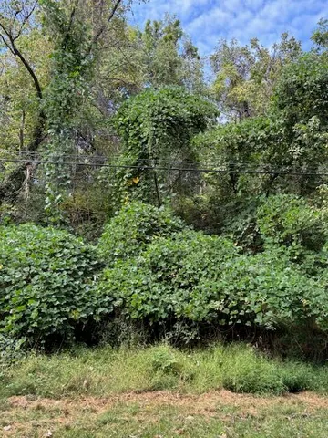 a view of a lush green forest