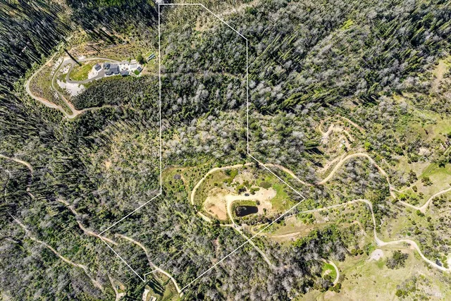 a close up of a plant in a garden