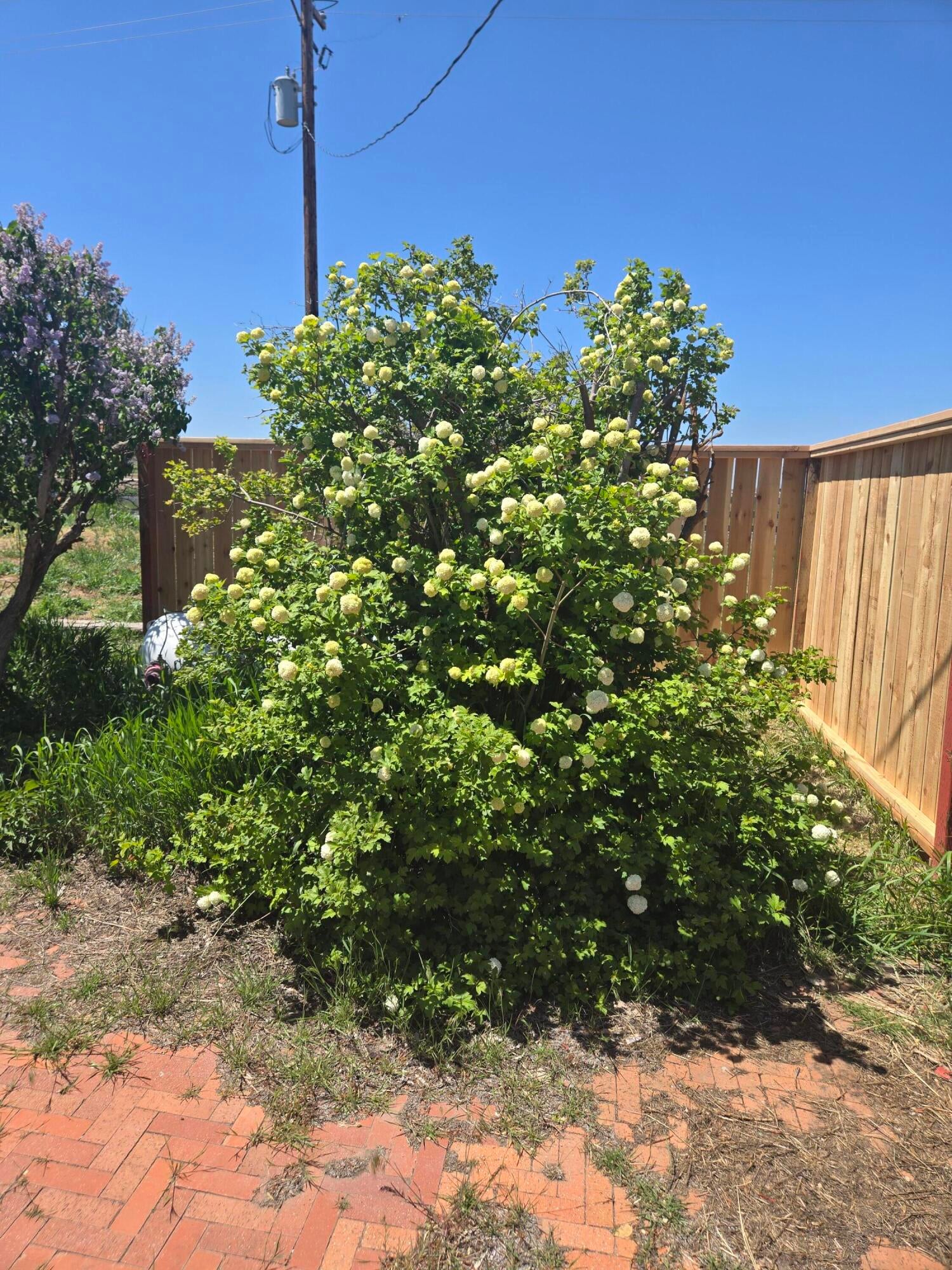 112 Hill Road Tulelake, CA 96134 - Photo 26 of 39 Bushes