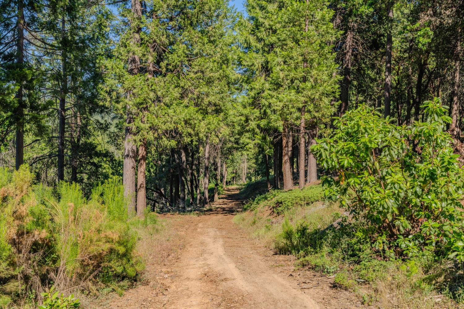 0 Schaefer Ranch Road Pioneer, CA 95666 - Photo 42 of 72