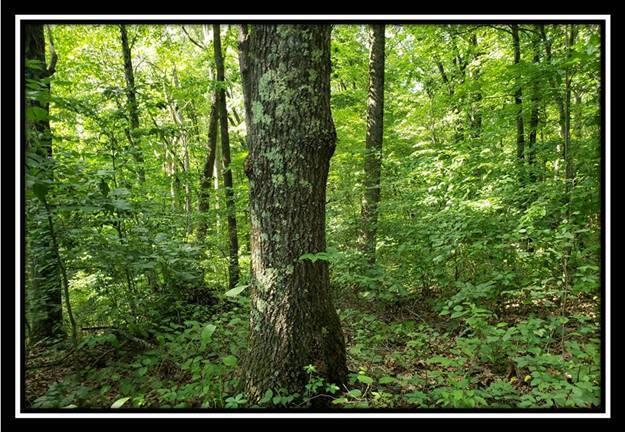 0 Pedigo Ridge Road, Unit TRACT 5) Nelsonville, OH 45764 - Photo 49 of 56 image048