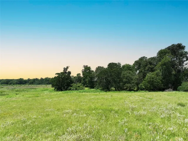 a view of a big yard with potted plants and large tree