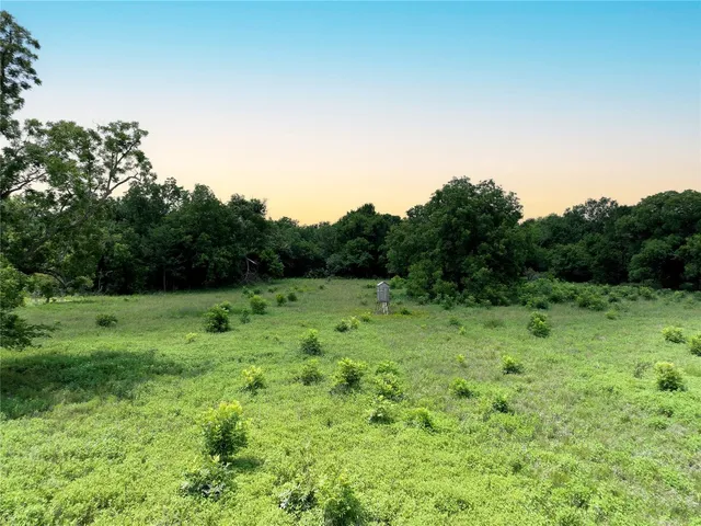 a view of a big yard with plants and large tree