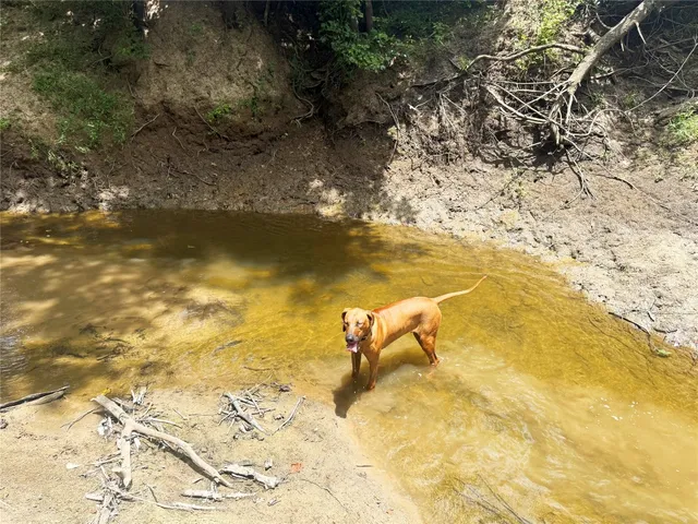 a view of a yard with plants