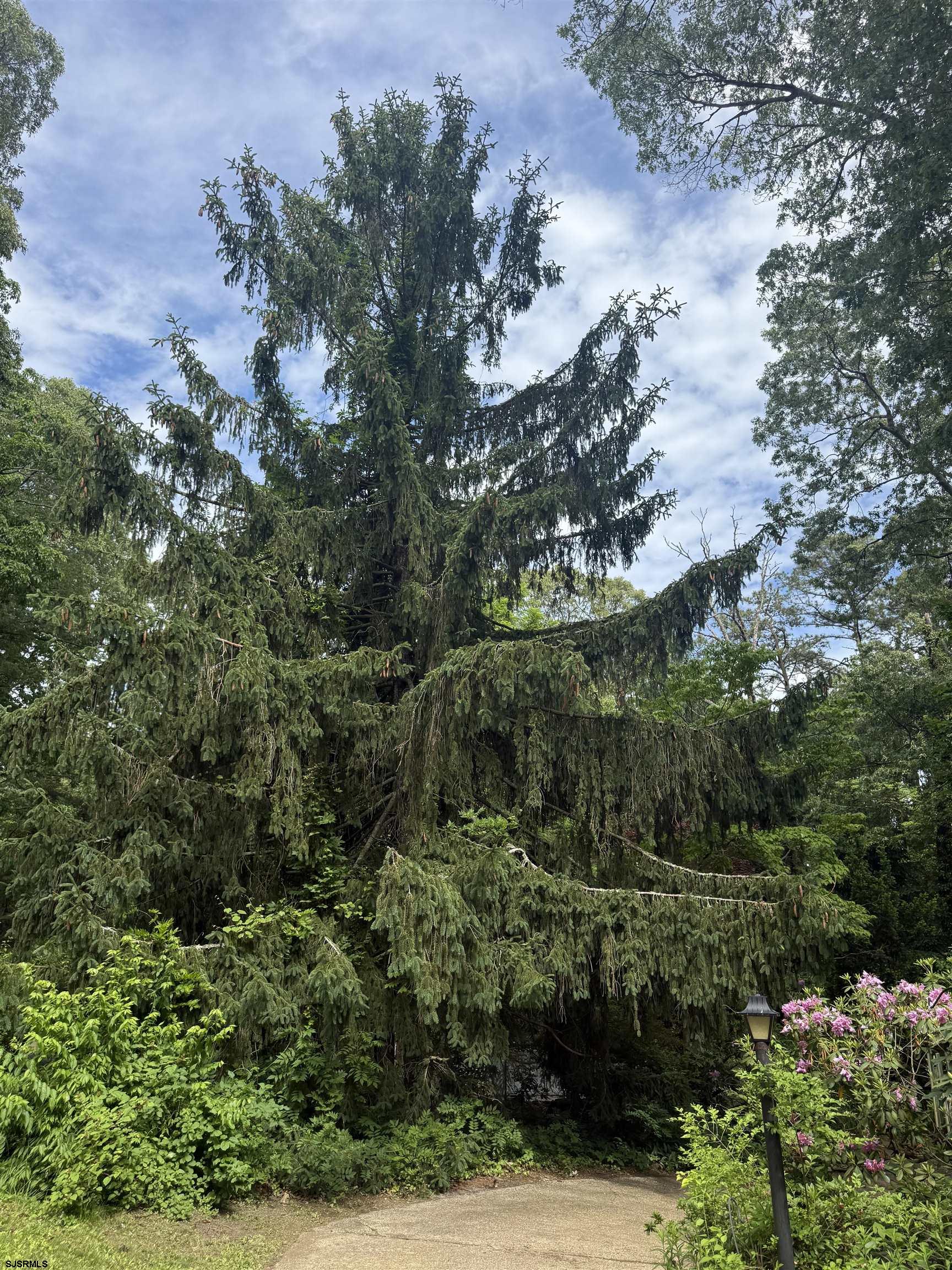 144 Pitney Road Absecon, NJ 08201 - Photo 7 of 47 a view of a garden with a tree