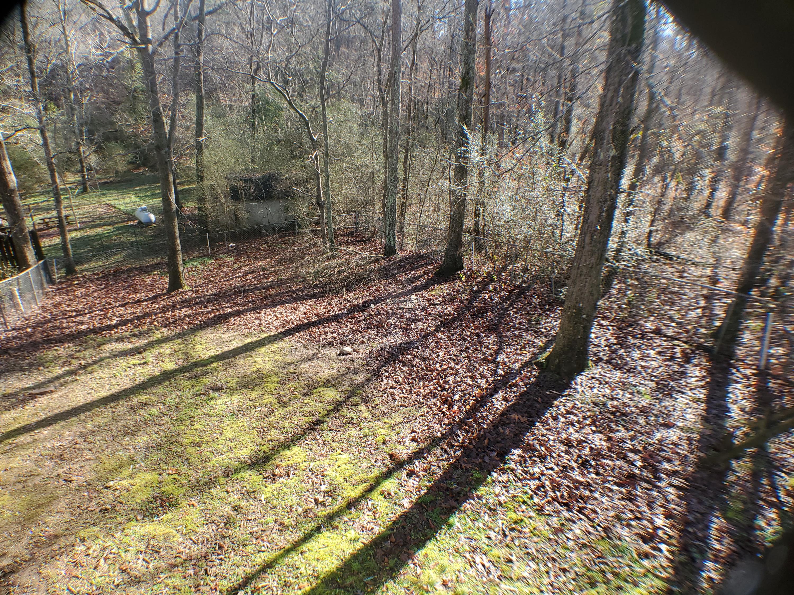484 Jacobs Road Ringgold, GA 30736 - Photo 3 of 20 Back yard