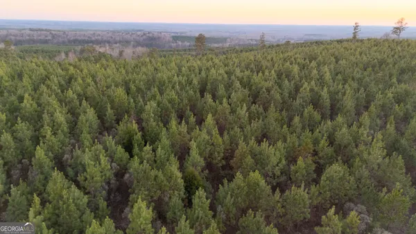 a view of a lush green forest with trees in the background