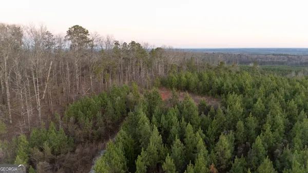 a view of a lush green forest with a mountain