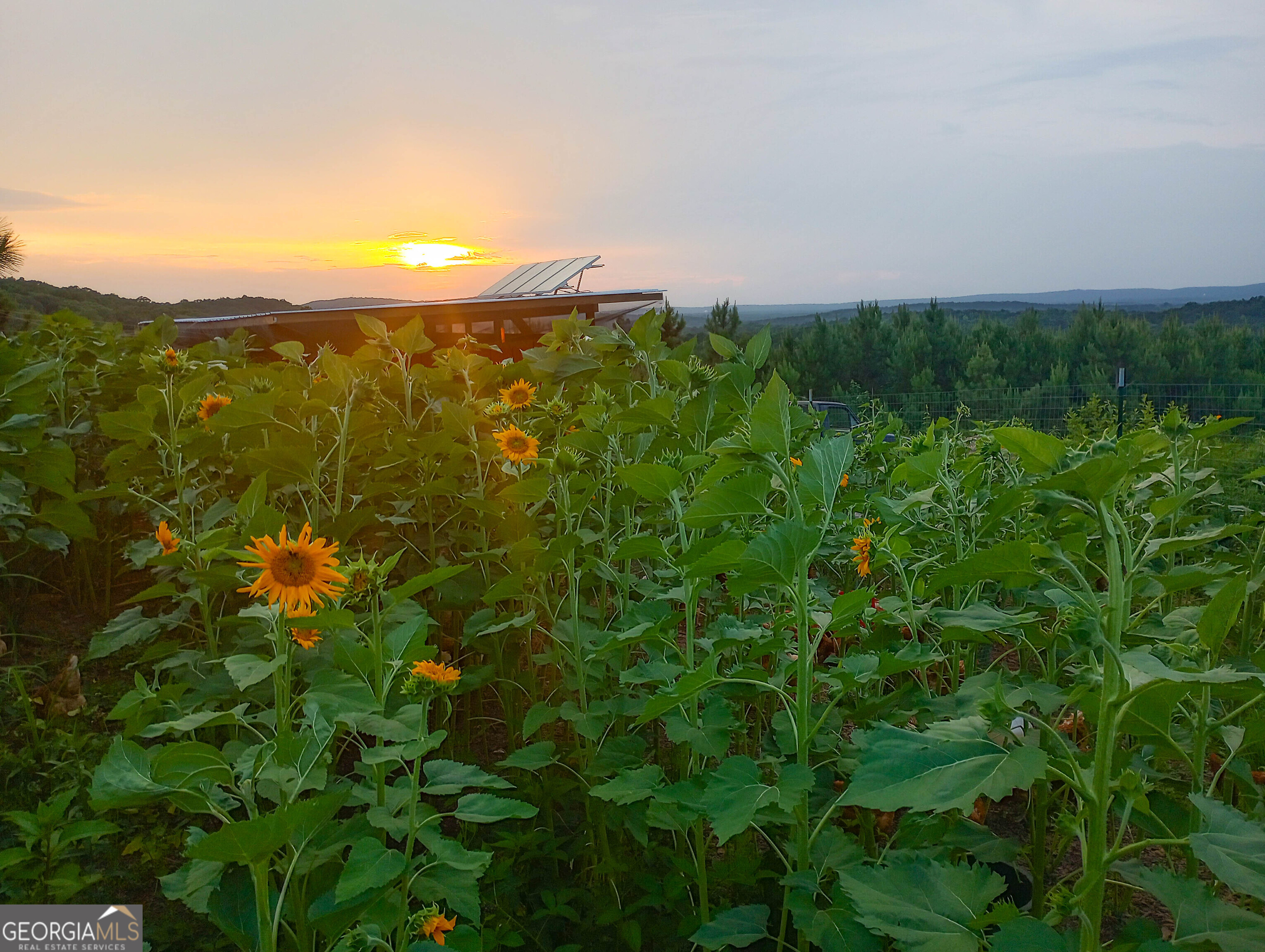 723 Brown Creek Road Shiloh, GA 31826 - Photo 3 of 14 a view of a city and green space