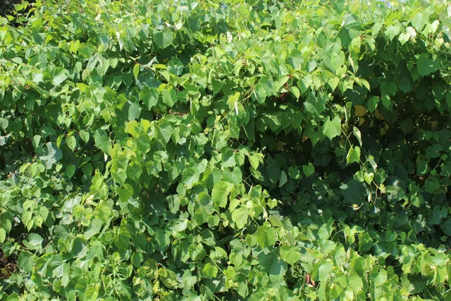 $79,000 | 1297 U.S. Rte 1, Houlton, ME 04730