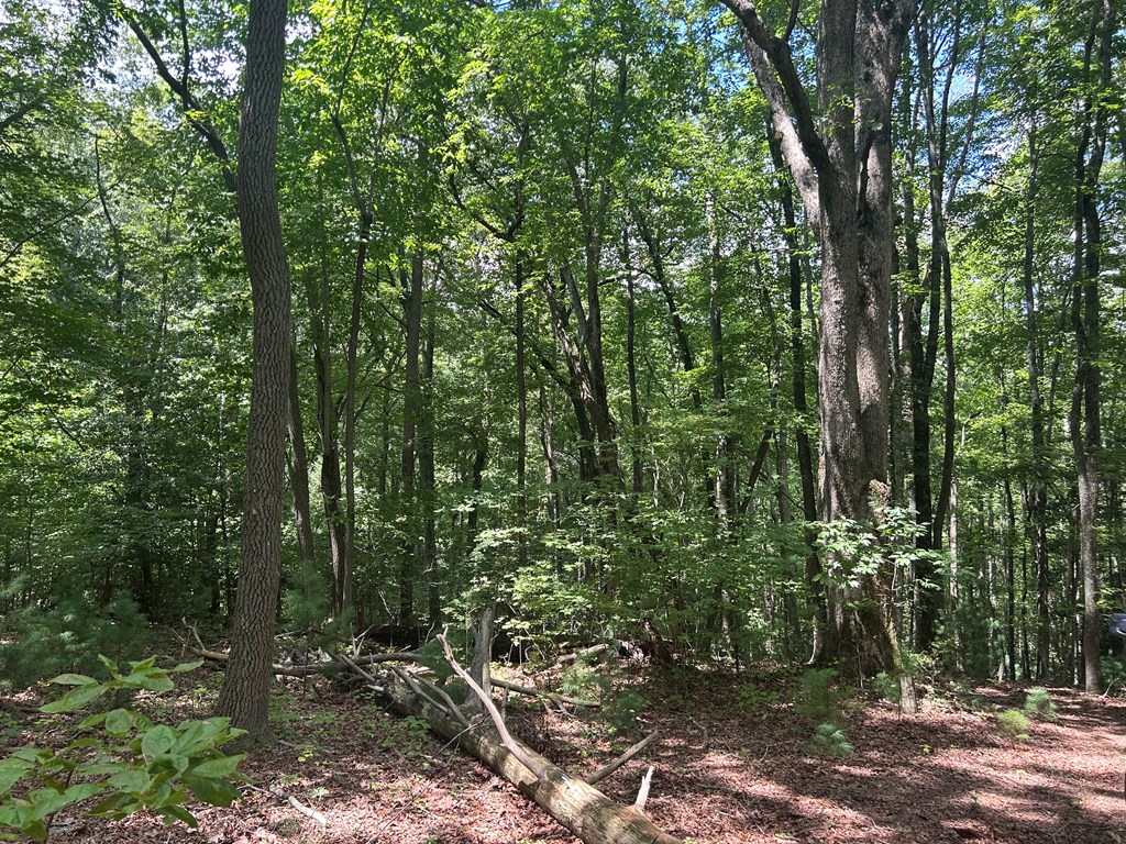 2 Blue Ridge Blue Ridge, GA 30513 - Photo 7 of 31 Gallery Image 7