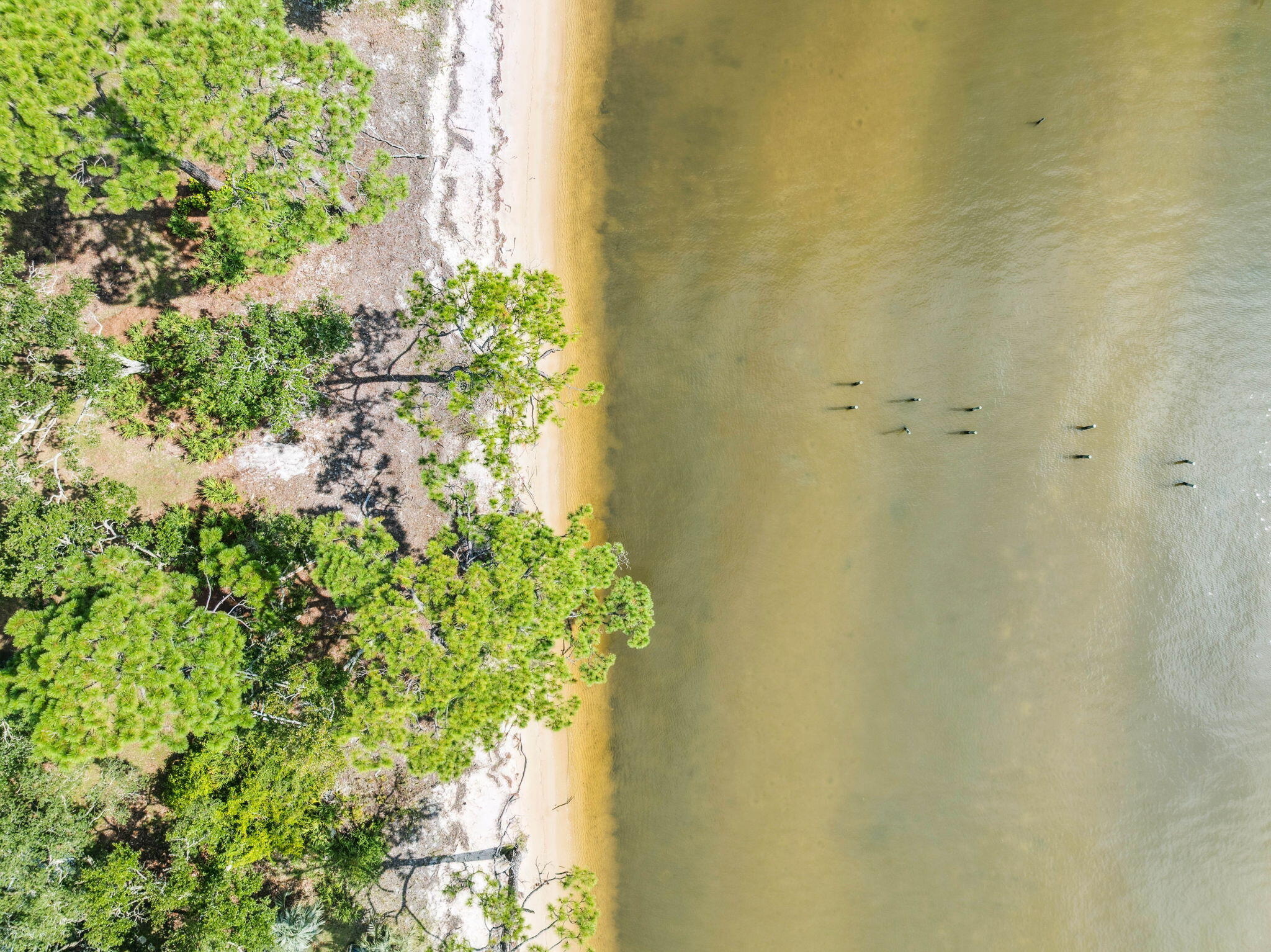 2208 Bay Grove Road Freeport, FL 32439 - Photo 33 of 70 Backyard