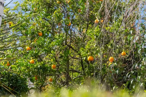 $3,588,888 | 12135 Country Squire Way, Saratoga, CA 95070