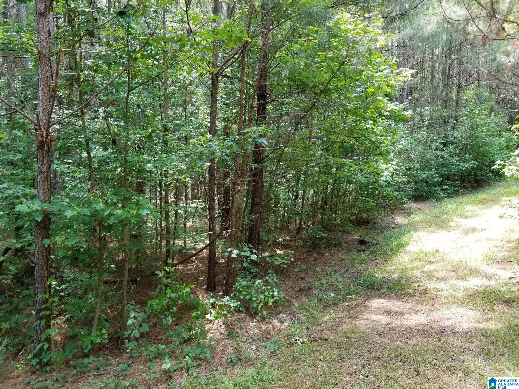 Honeycutt Road Remlap, AL 35133 - Photo 13 of 24