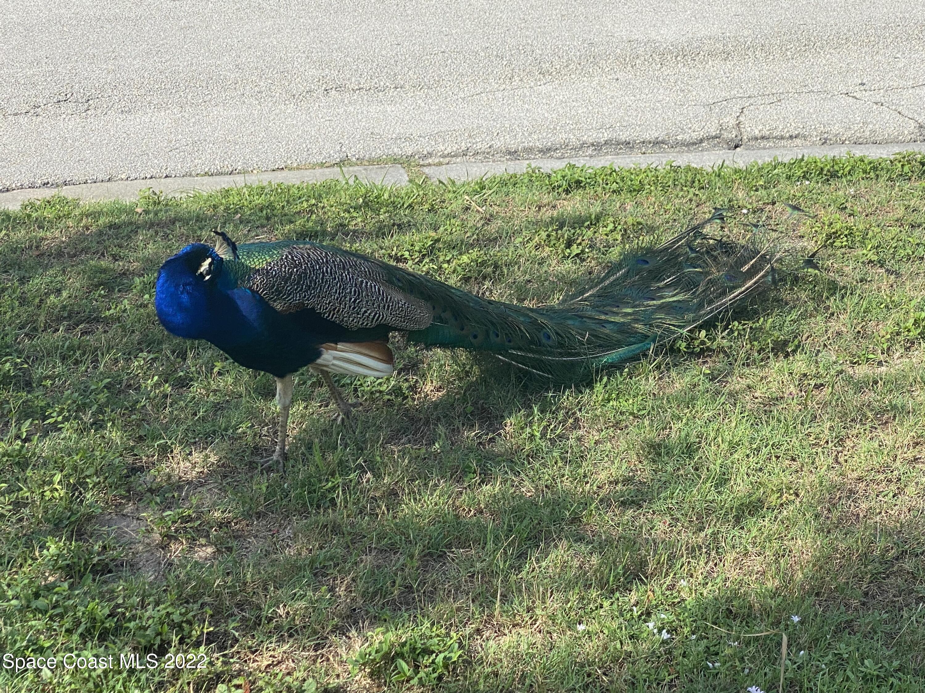 8800 Sea Shell Lane Cape Canaveral, FL 32920 - Photo 18 of 22 a garden view with a sitting space
