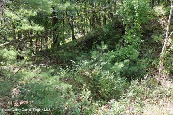 a view of a lush green forest
