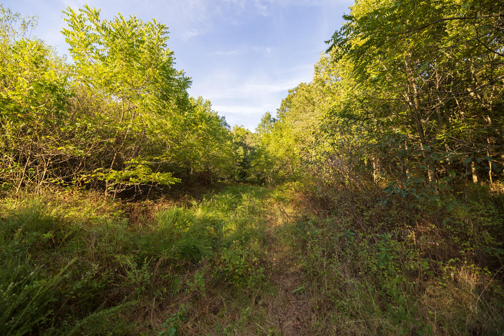 0 Atkins Road Stella, MO 64867 - Photo 40 of 51 McDonald 296 (MLS)-5640