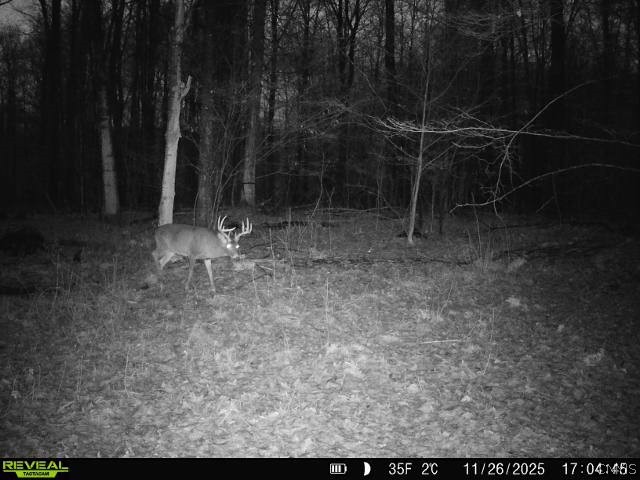 Cemetery Hill Road Franklinville, NY 14737 - Photo 4 of 35