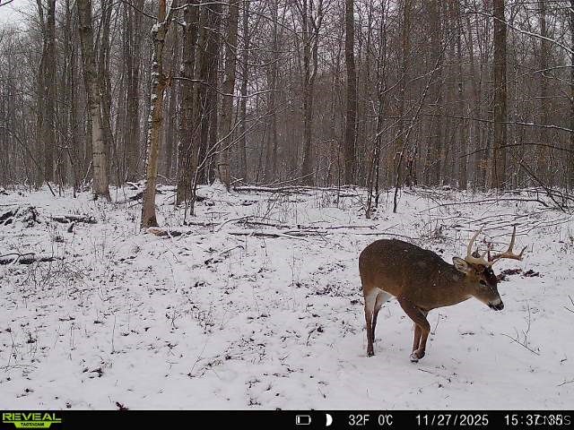Cemetery Hill Road Franklinville, NY 14737 - Photo 5 of 35